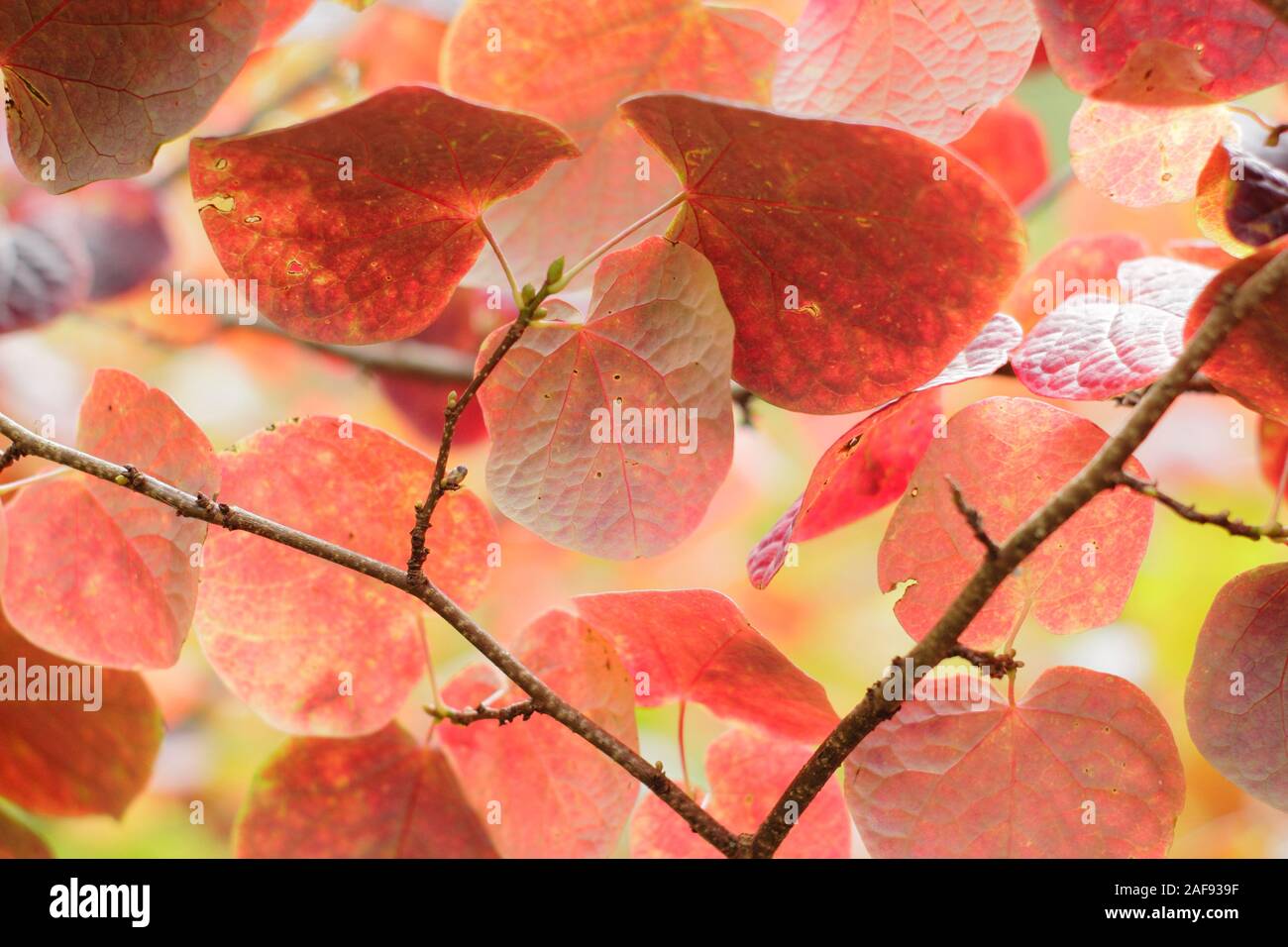 Disanthus cercidifolius. Lange stiped disanthus angezeigte charakteristische Herzförmige, purpurroten Blätter im Herbst. Großbritannien Stockfoto