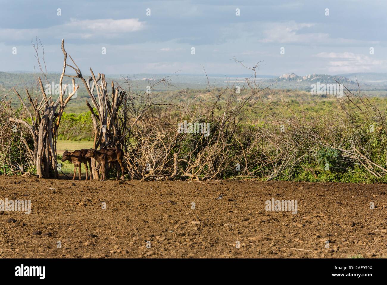 Tansania. Masai Dorf Ololosokwan, Viehzucht Corral, nördliche Serengeti. Stockfoto