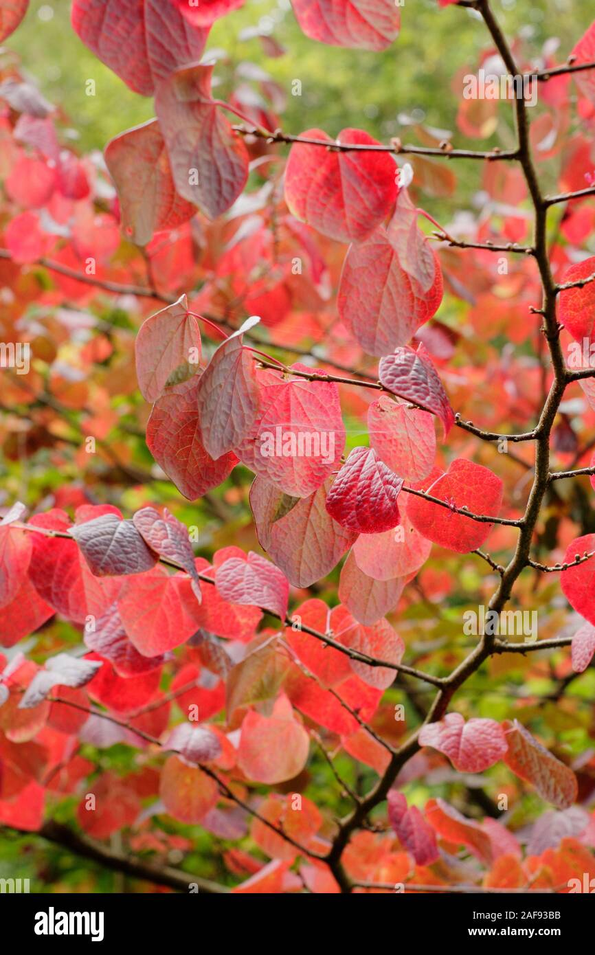 Disanthus cercidifolius. Lange stiped disanthus angezeigte charakteristische Herzförmige, purpurroten Blätter im Herbst. Großbritannien Stockfoto