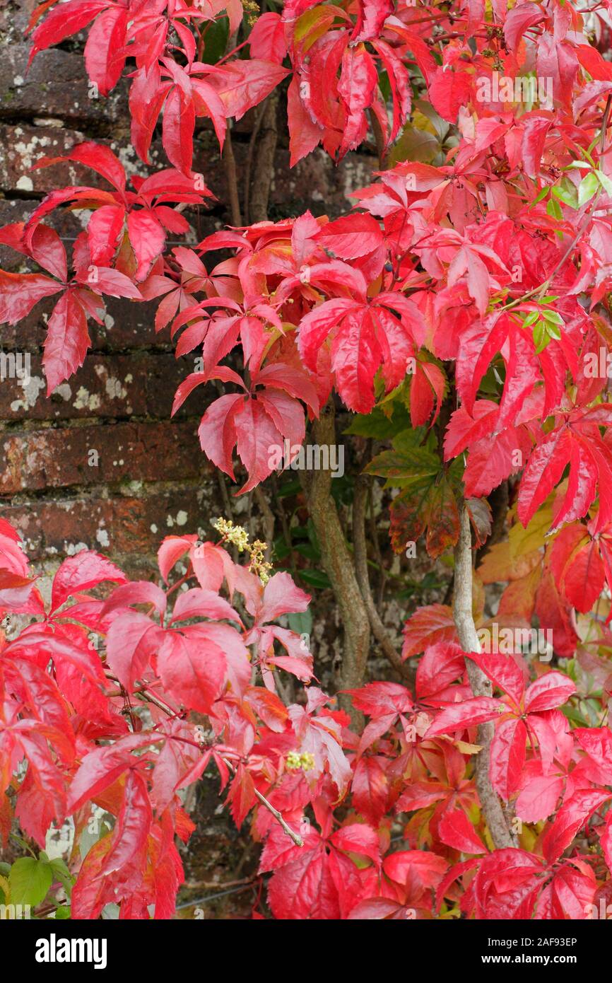Kletterpflanzen. Parthenocissus quinquefolia; rote Herbstblätter mit fünfzackigen Virginia-Blättern im Kontrast zu einer grünen Kletterpflanze an einer Wand. VEREINIGTES KÖNIGREICH Stockfoto