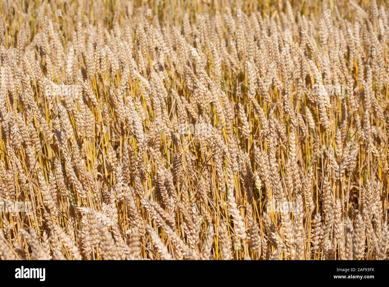 Goldene Weizenfeld im Sommer Stockfoto