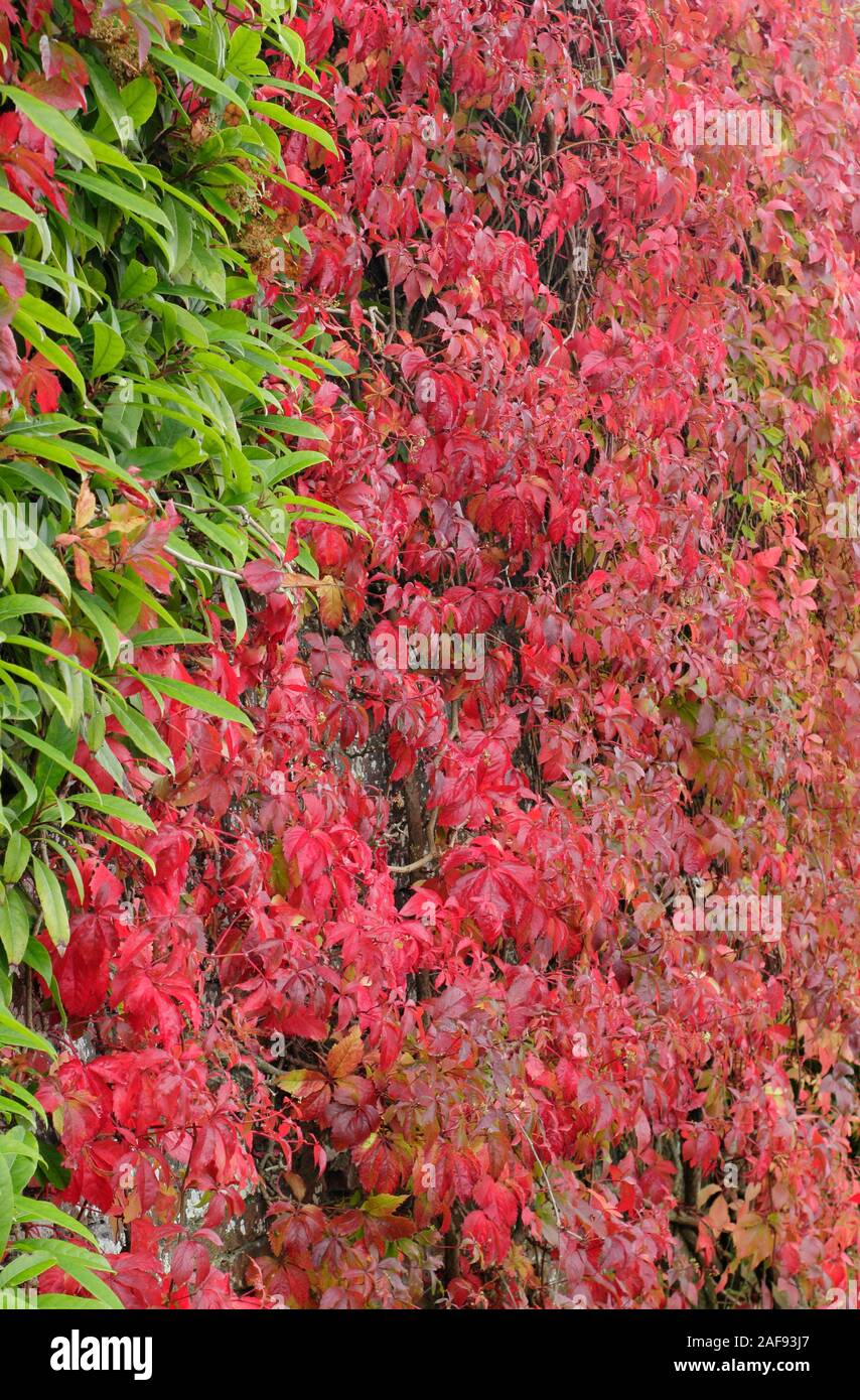 Kletterpflanzen. Parthenocissus quinquefolia; rote Herbstblätter mit fünfzackigen Virginia-Blättern im Kontrast zu einer grünen Kletterpflanze an einer Wand. VEREINIGTES KÖNIGREICH Stockfoto