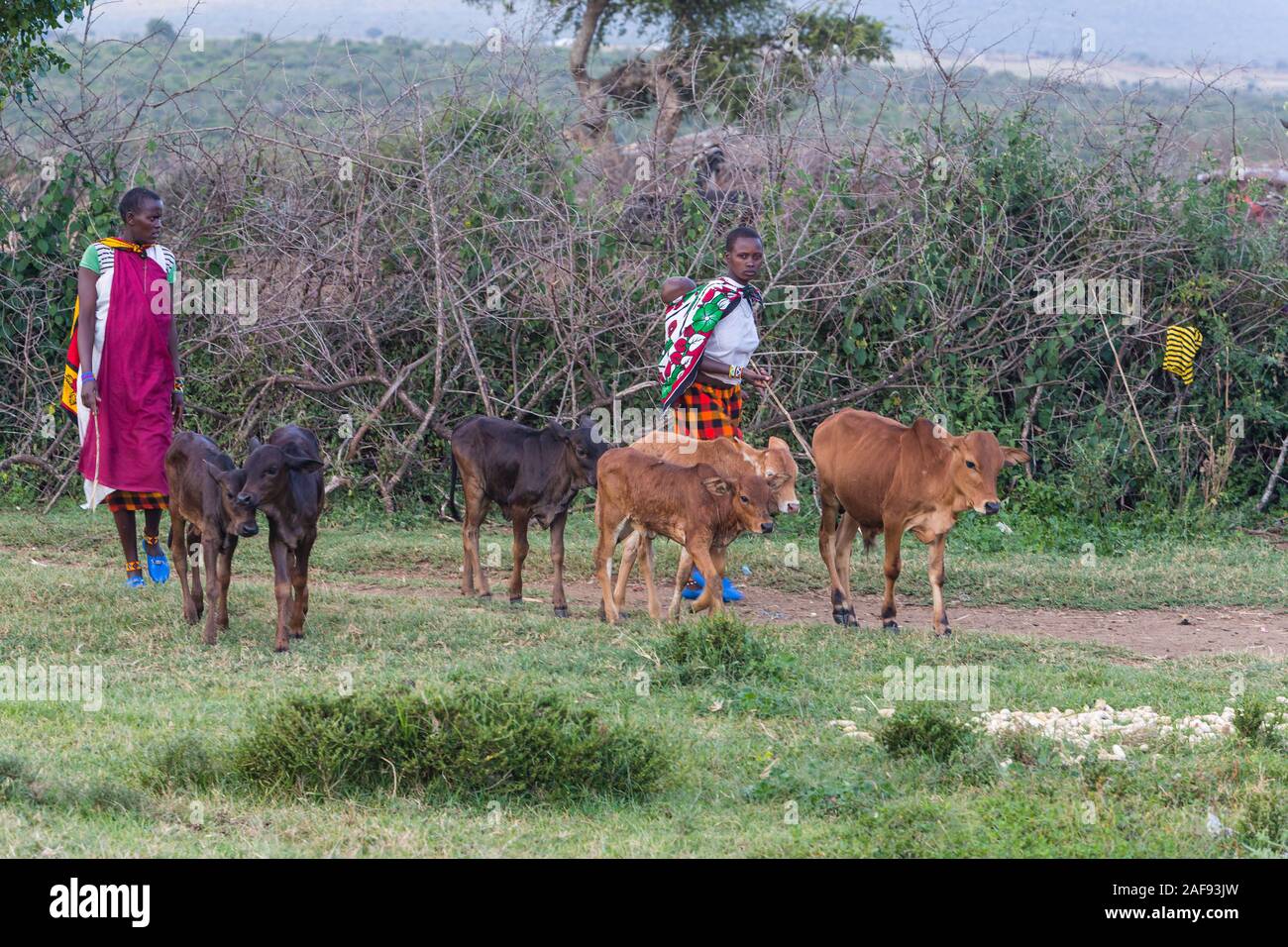 Tansania. Maasai Dorfbewohner von Ololosokwan, nördliche Serengeti, Rückkehr in die Heimat mit ihrem Vieh. Stockfoto