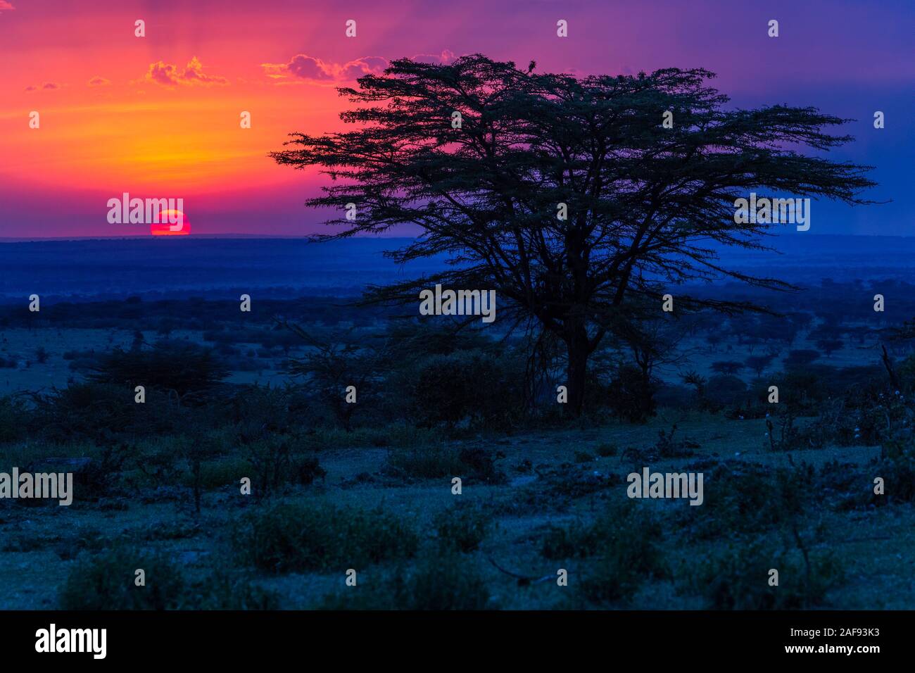Tansania. Serengeti Sonnenuntergang. Stockfoto
