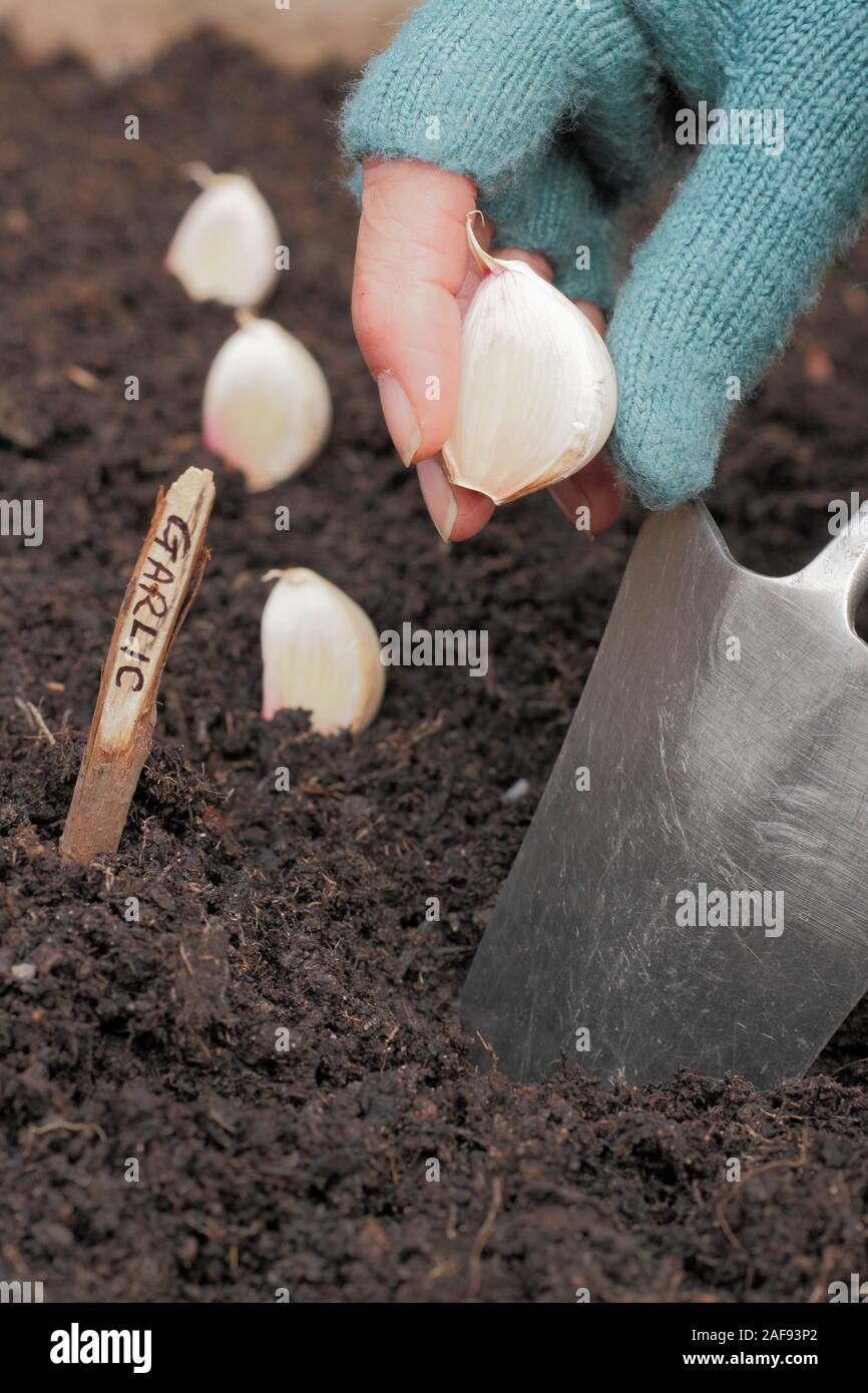 Allium sativum' Lautrec Wight'. Bepflanzung Knoblauchzehen in einer angehobenen Bett im im Herbst. Großbritannien Stockfoto