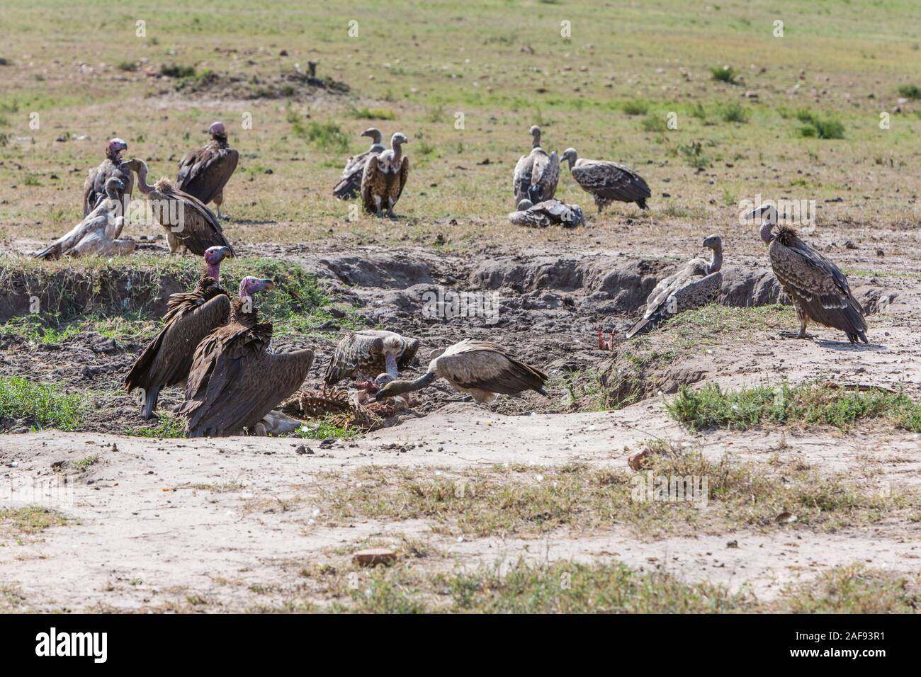 Tansania. Serengeti. Geier um Überreste einer Wild Töten. Stockfoto