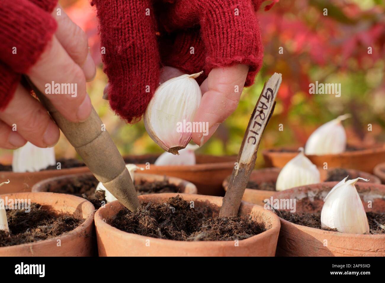 Allium sativum' Lautrec Wight' hardneck Knoblauch. Aussaat Knoblauchzehen in Tontöpfen im Herbst. Kunststoff freien im Garten. Großbritannien Stockfoto