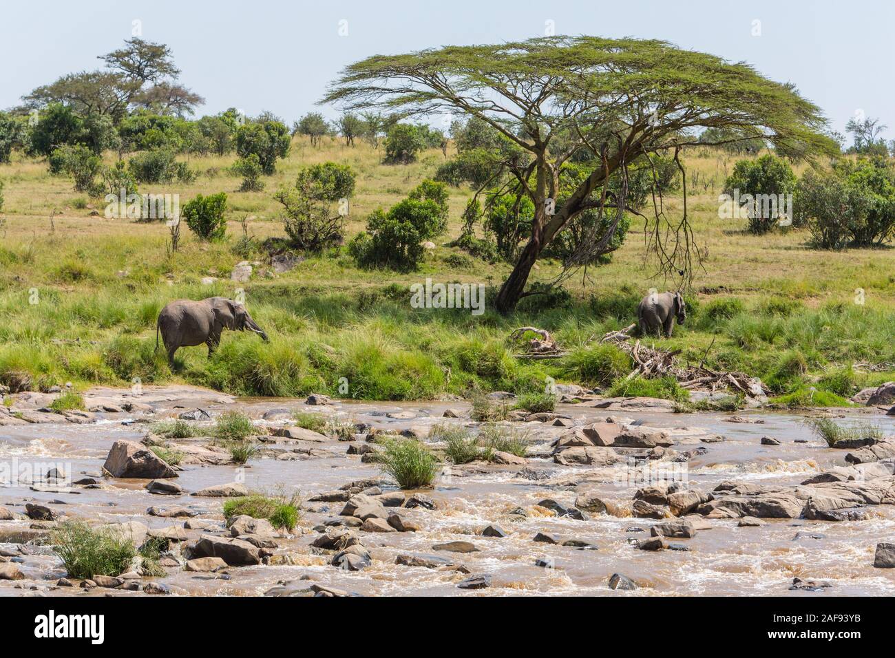 Tansania. Serengeti. Elefant Surfen am Ufer des Mara River. Stockfoto