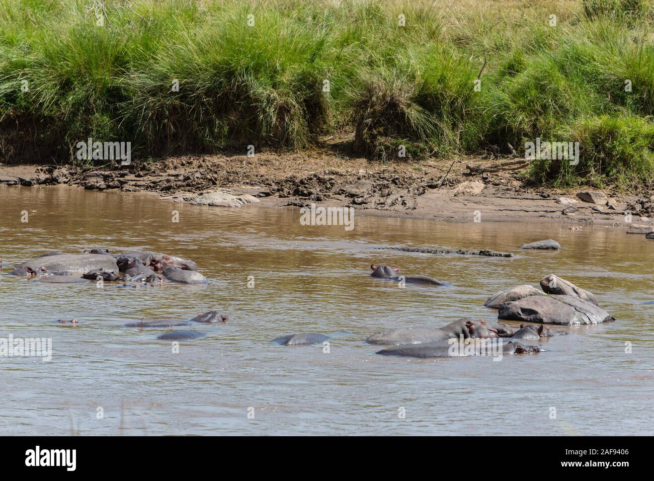 Tansania. Serengeti. Krokodil Schwimmen Vergangenheit Flusspferde im Mara River. Stockfoto