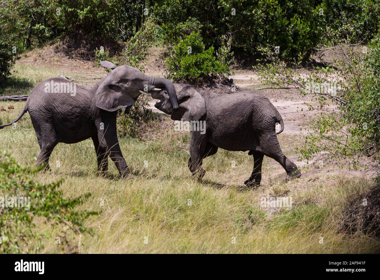 Tansania. Serengeti. Junge Elefanten Sparring, Mara River. Stockfoto