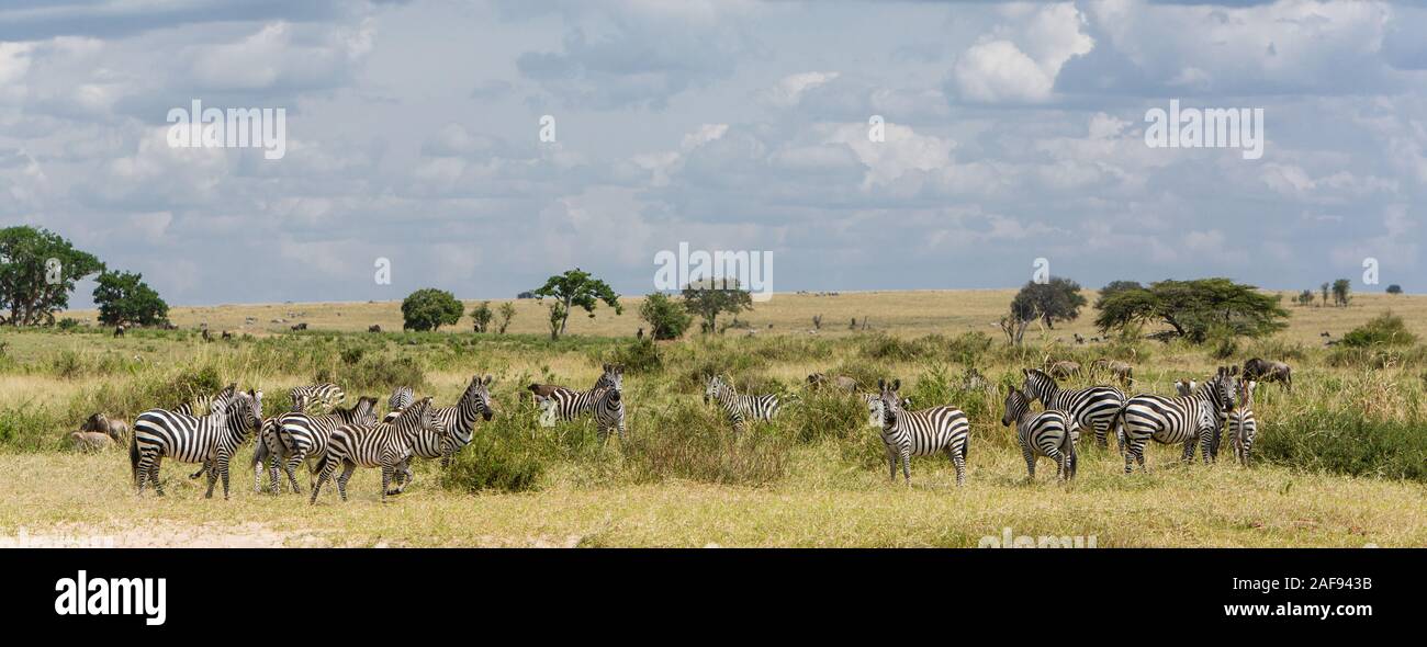 Tansania. Serengeti. Ebenen Zebra. Stockfoto
