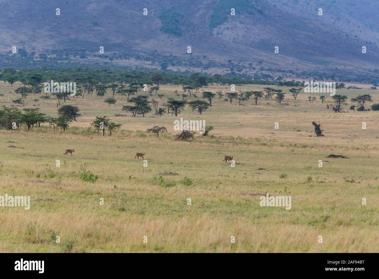 Tansania. Drei weibliche Löwen ab, die auf die Jagd. Stockfoto