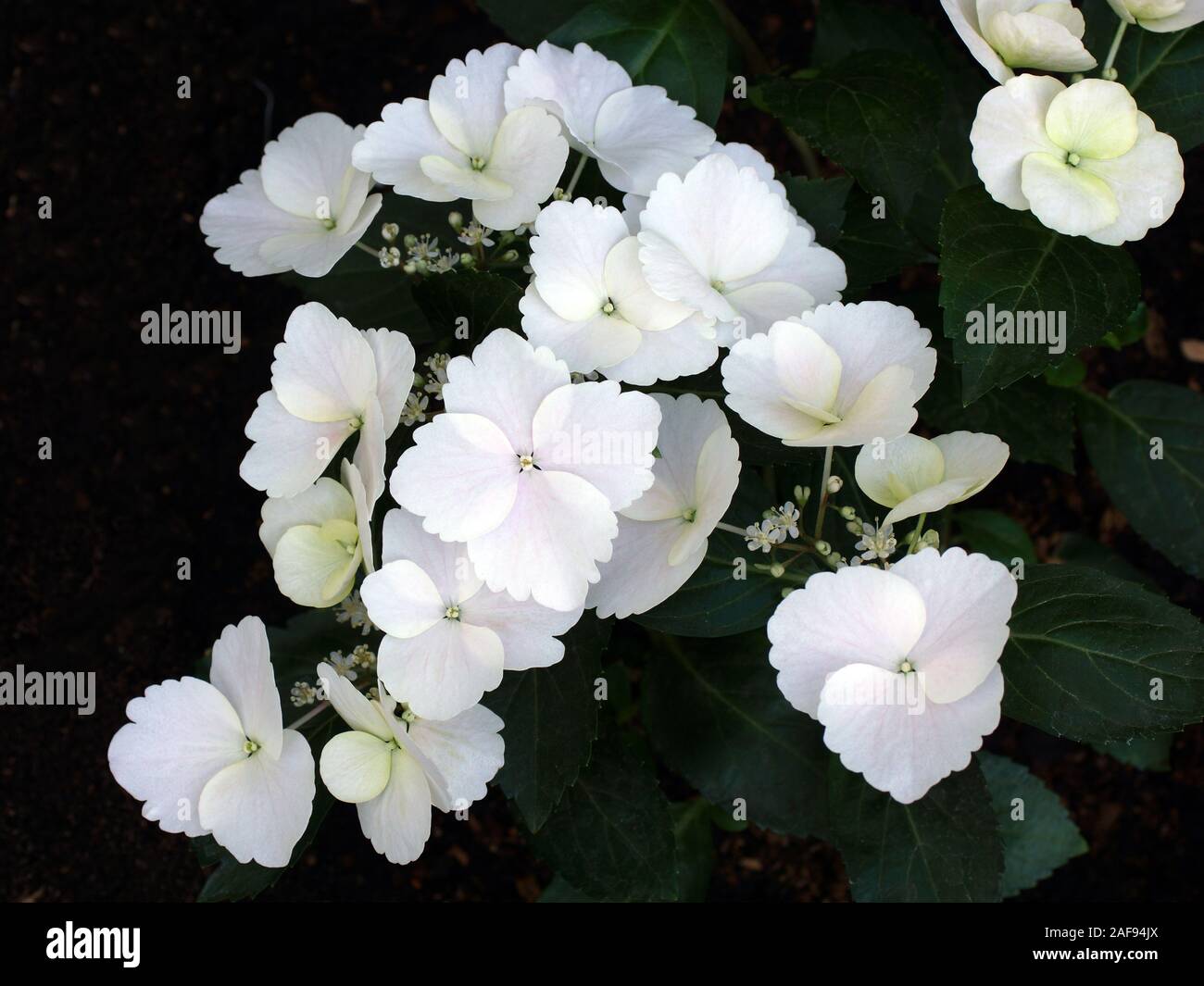 Hydrangea Runaway Bride. Die Sorte wurde von Ushio Sakazaki gezüchtet und gehört zu einer neuen Gruppe von Hortensien: Die girlande Hortensie Stockfoto