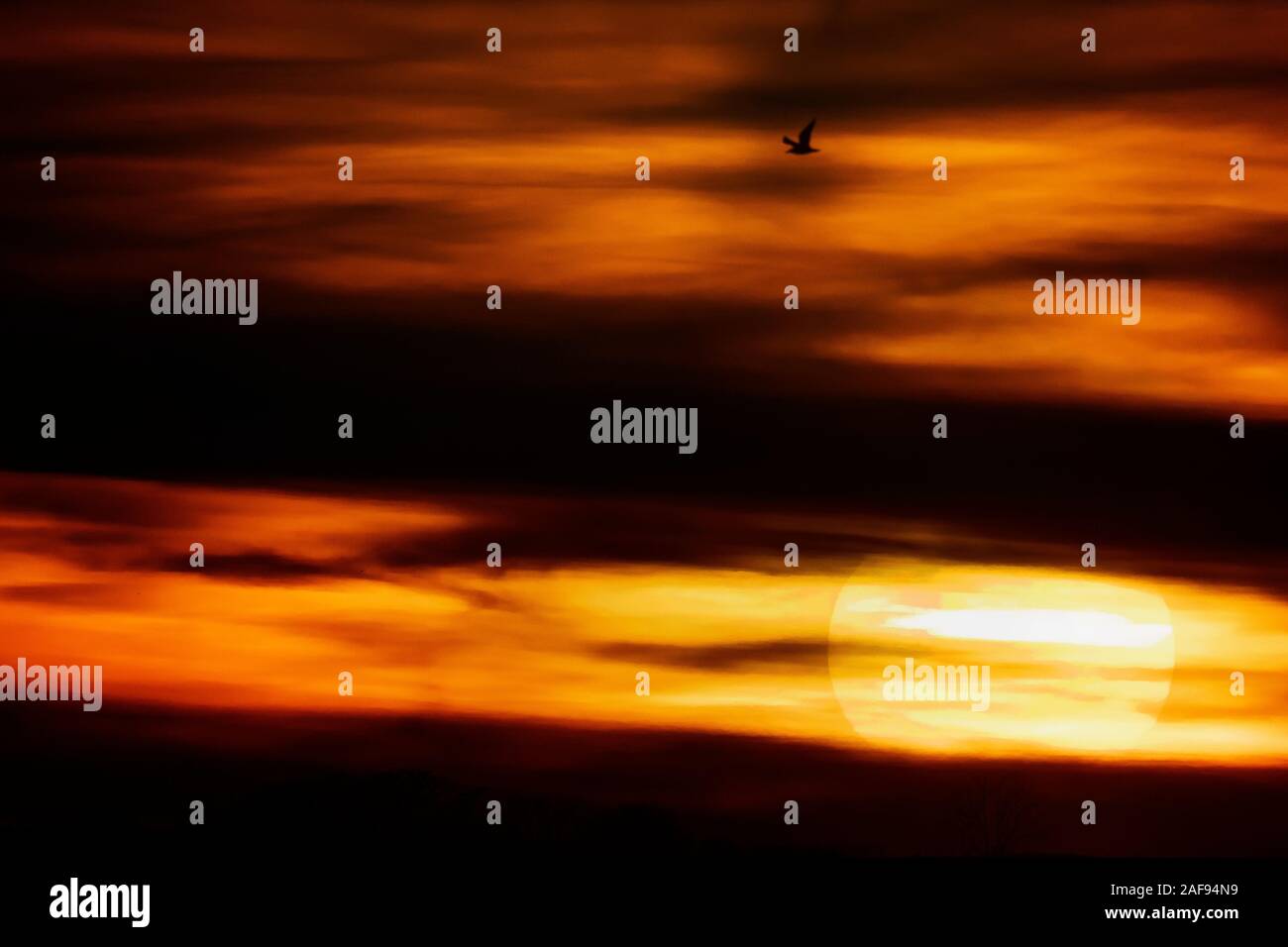 Möwe Flug in dramatischer Sonnenuntergang scenic Stockfoto