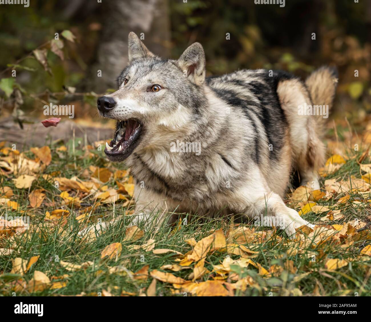 Tundra Wolf im Herbst Farben Stockfoto