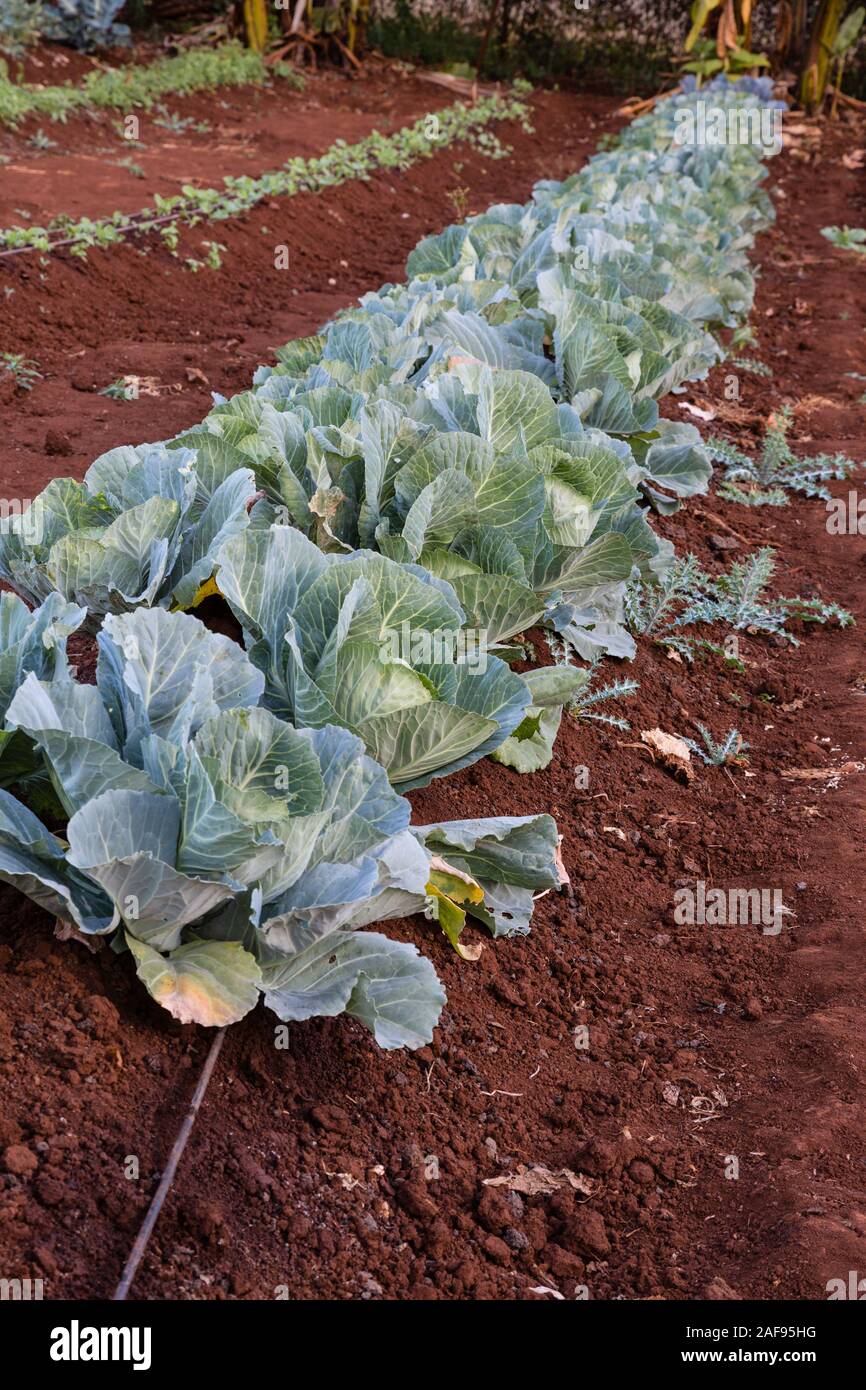 Tansania Karatu. Kohl wächst mit Tropfbewässerung, Akazie Farm Lodge. Stockfoto