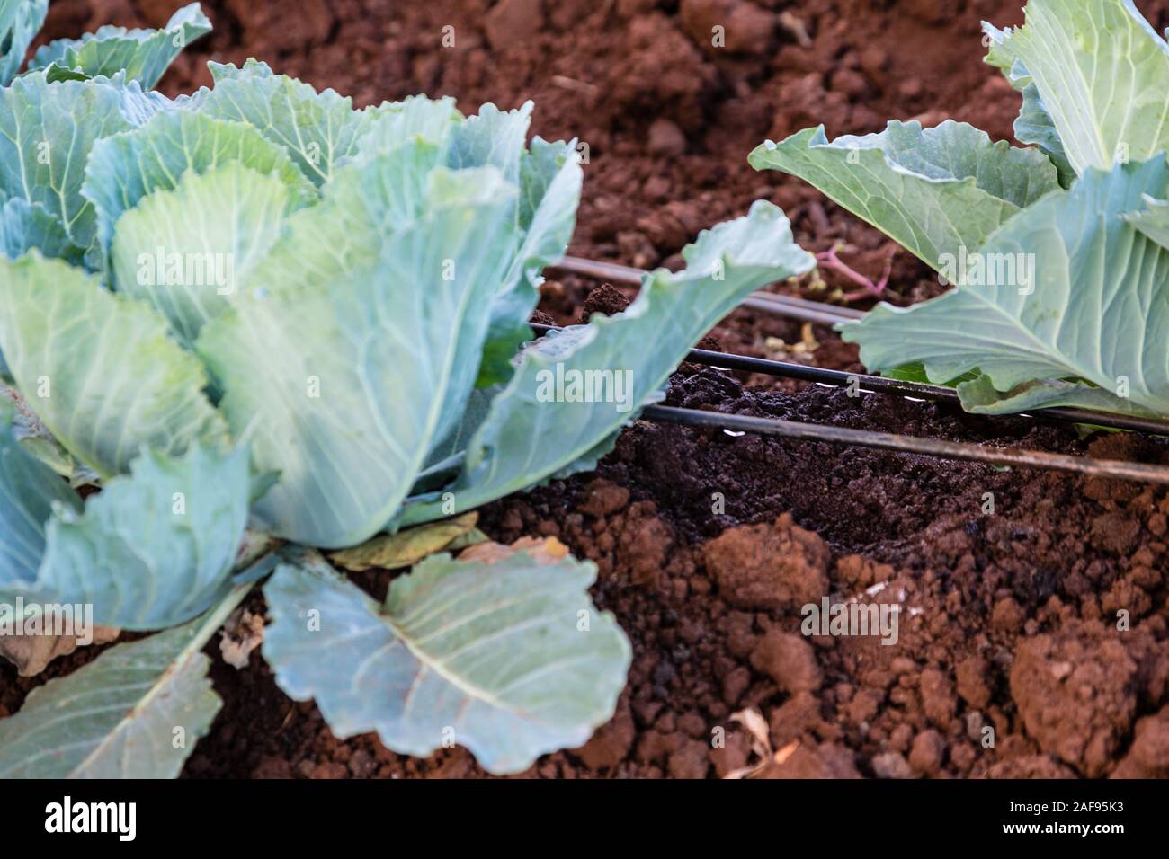 Tansania Karatu. Kohl wächst mit Tropfbewässerung, Akazie Farm Lodge. Stockfoto
