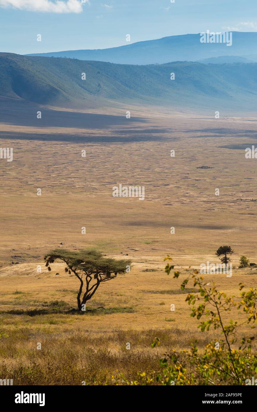Tansania. Ngorongoro Krater. Akazie mit Vögeln' Nester, Kraterboden und gegenüber Rim in Distanz. Stockfoto