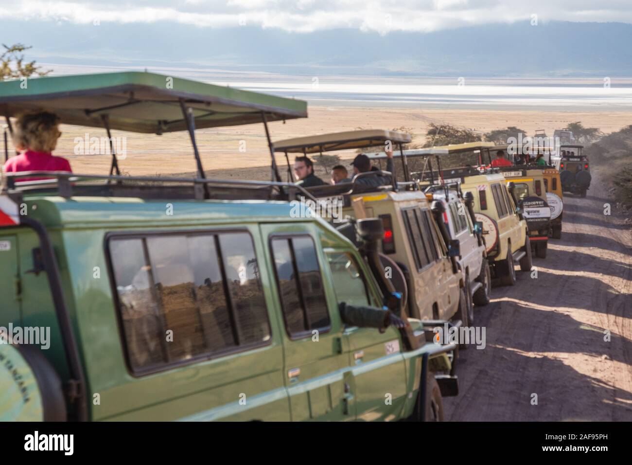 Tansania. Ngorongoro Krater, Fahrzeuge bis zu sehen Lion gesäumt, neben der Straße. Stockfoto