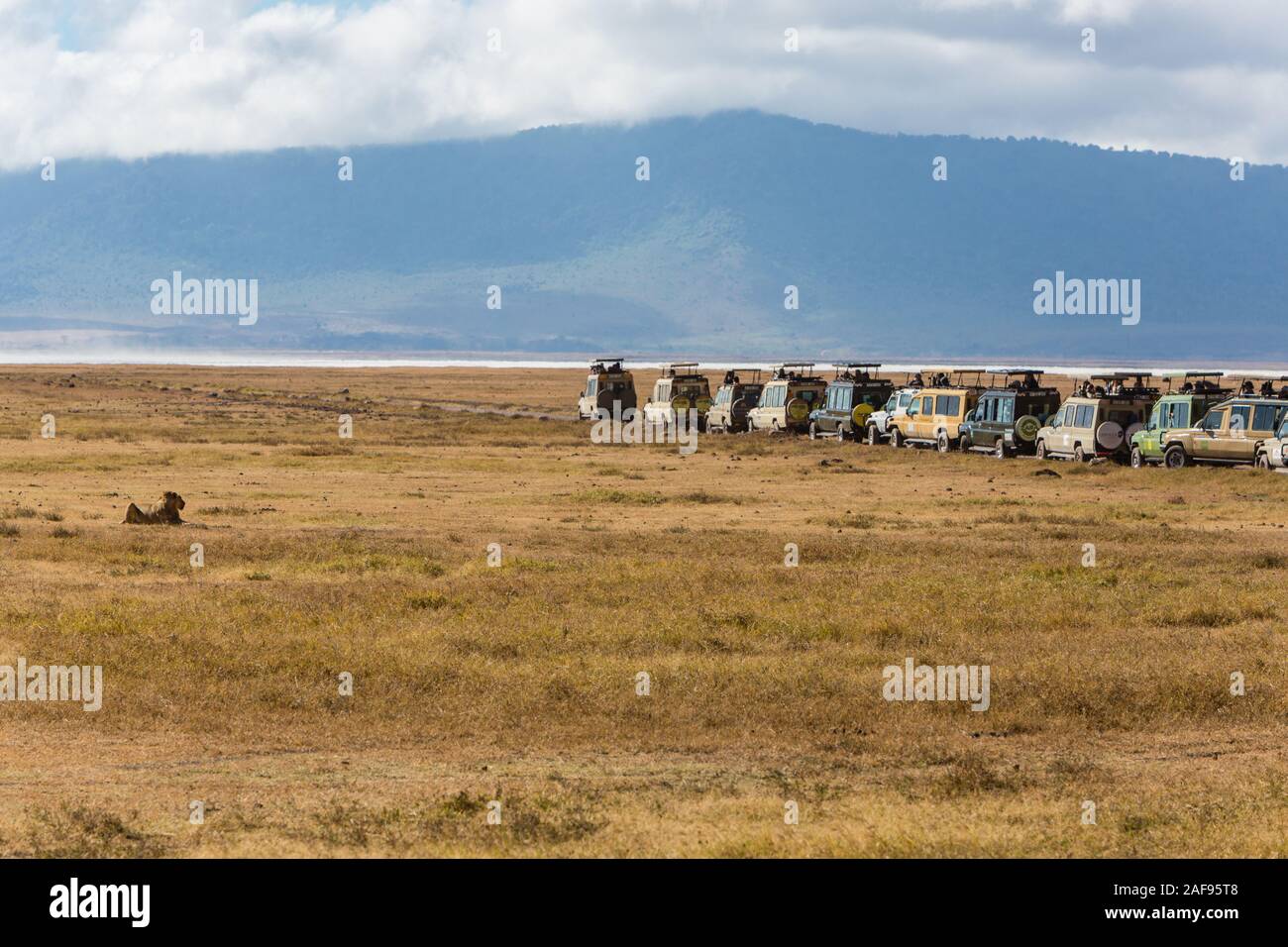 Tansania. Ngorongoro Krater, touristische Game Drive Fahrzeuge angetreten, einen Löwen zu sehen. Stockfoto