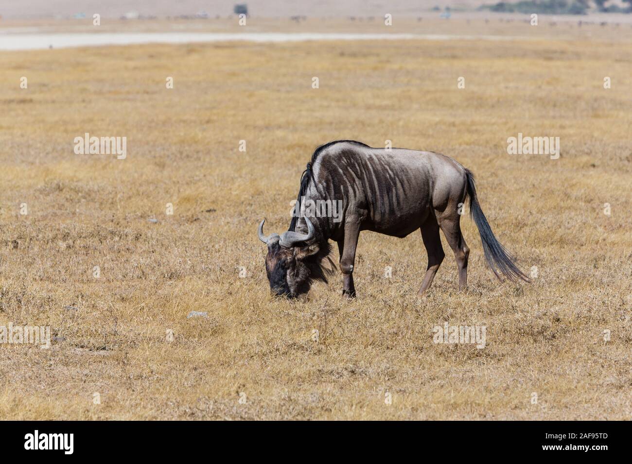 Tansania. Ngorongoro Krater, Gnus Weiden. Stockfoto