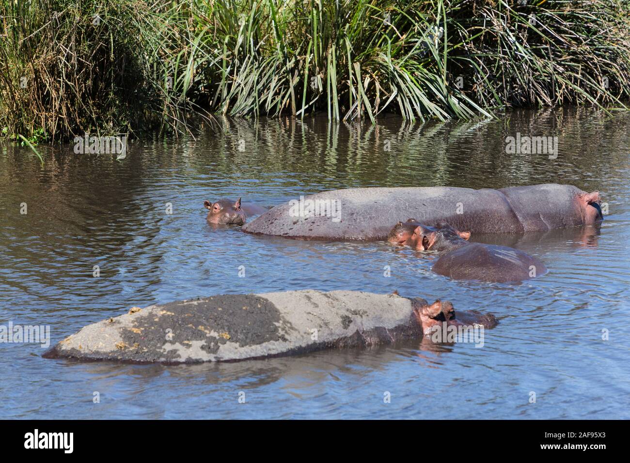 Tansania. Ngorongoro Krater, Flusspferde in der Hippopotamus Pool. Stockfoto