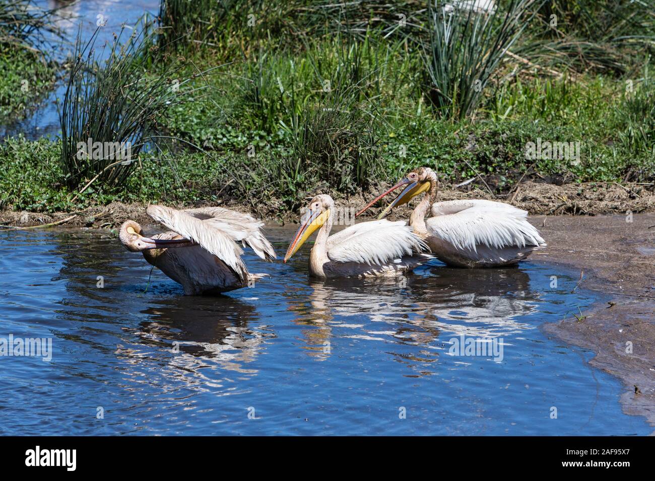 Tansania. Ngorongoro Krater. Großen weißen Pelikane in der Hippopotamus Pool. Stockfoto