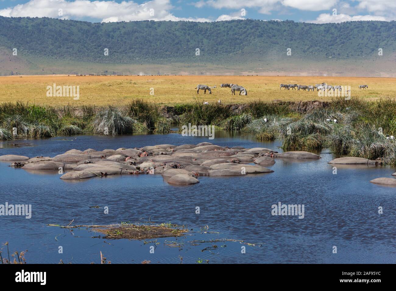 Tansania. Ngorongoro Krater, Flusspferde in der Hippopotamus Pool, Zebra in der Ferne. Stockfoto