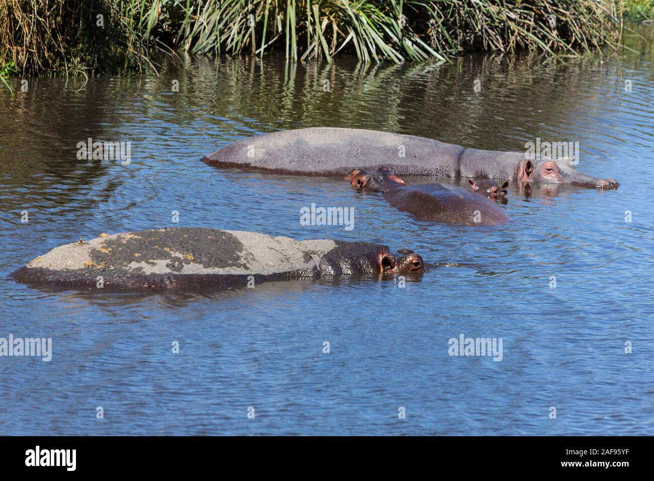 Tansania. Ngorongoro Krater, Flusspferde in der Hippopotamus Pool. Stockfoto