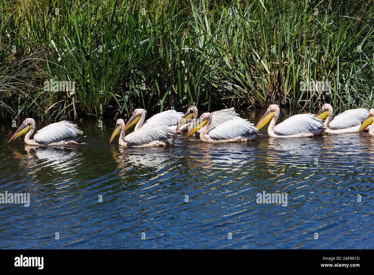 Tansania. Ngorongoro Krater. Großen weißen Pelikane in der Hippopotamus Pool. Stockfoto