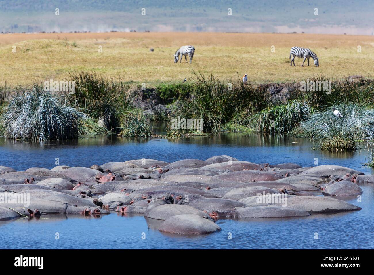 Tansania. Ngorongoro Krater, Flusspferde in der Hippopotamus Pool, Zebra in der Ferne. Stockfoto