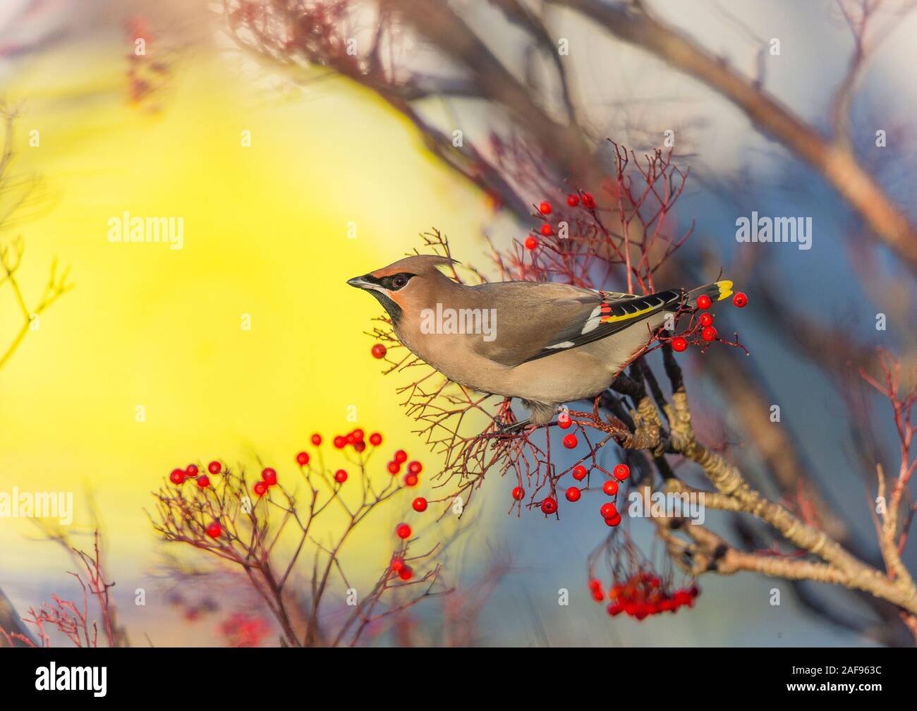 Eine Bohemian waxwing Fütterung auf Rowan Tree Beeren vor einem Supermarkt Parkplatz im Hessle, in der Nähe von Hull, East Yorkshire Stockfoto