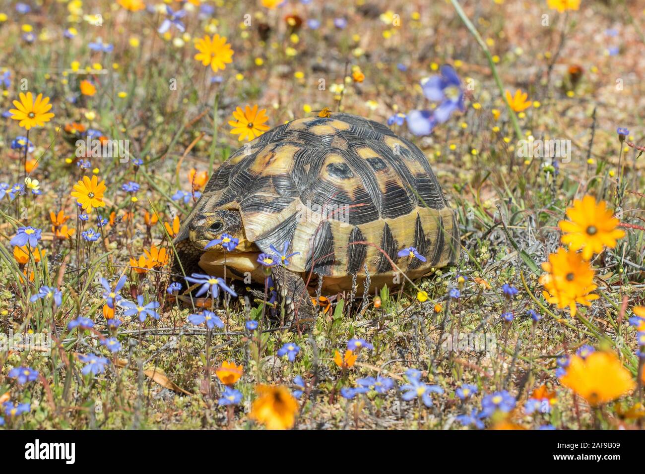 Anwinkeln Schildkröte im Bereich der wilden floweres Stockfoto