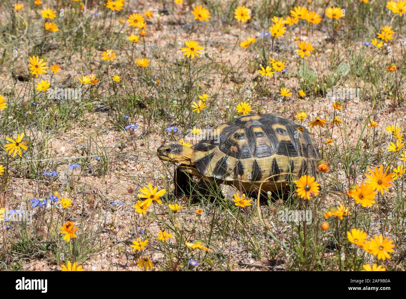 Anwinkeln Schildkröte im Bereich der wilden Blumen Stockfoto