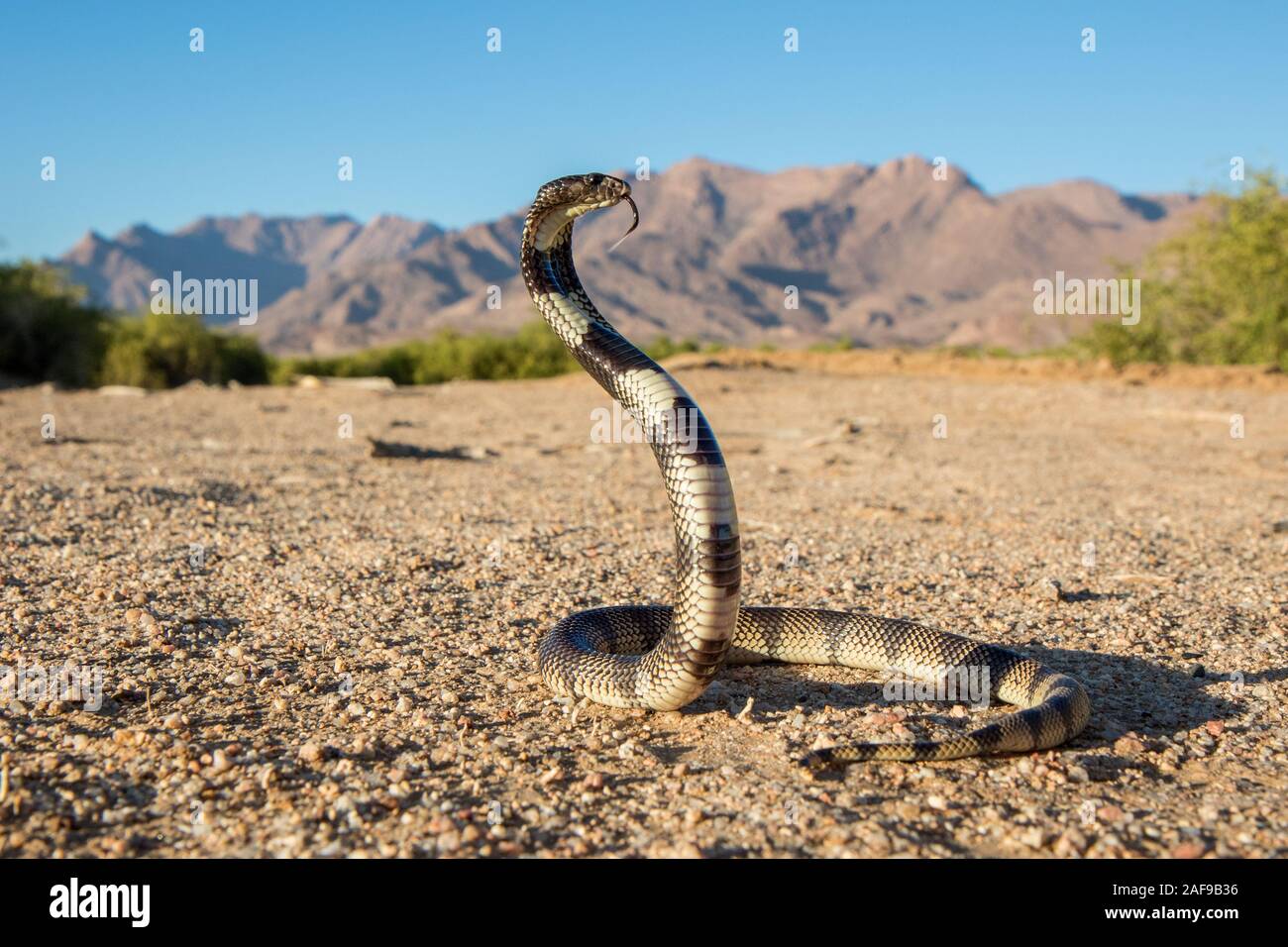 Kunene Schild Cobra Stockfoto
