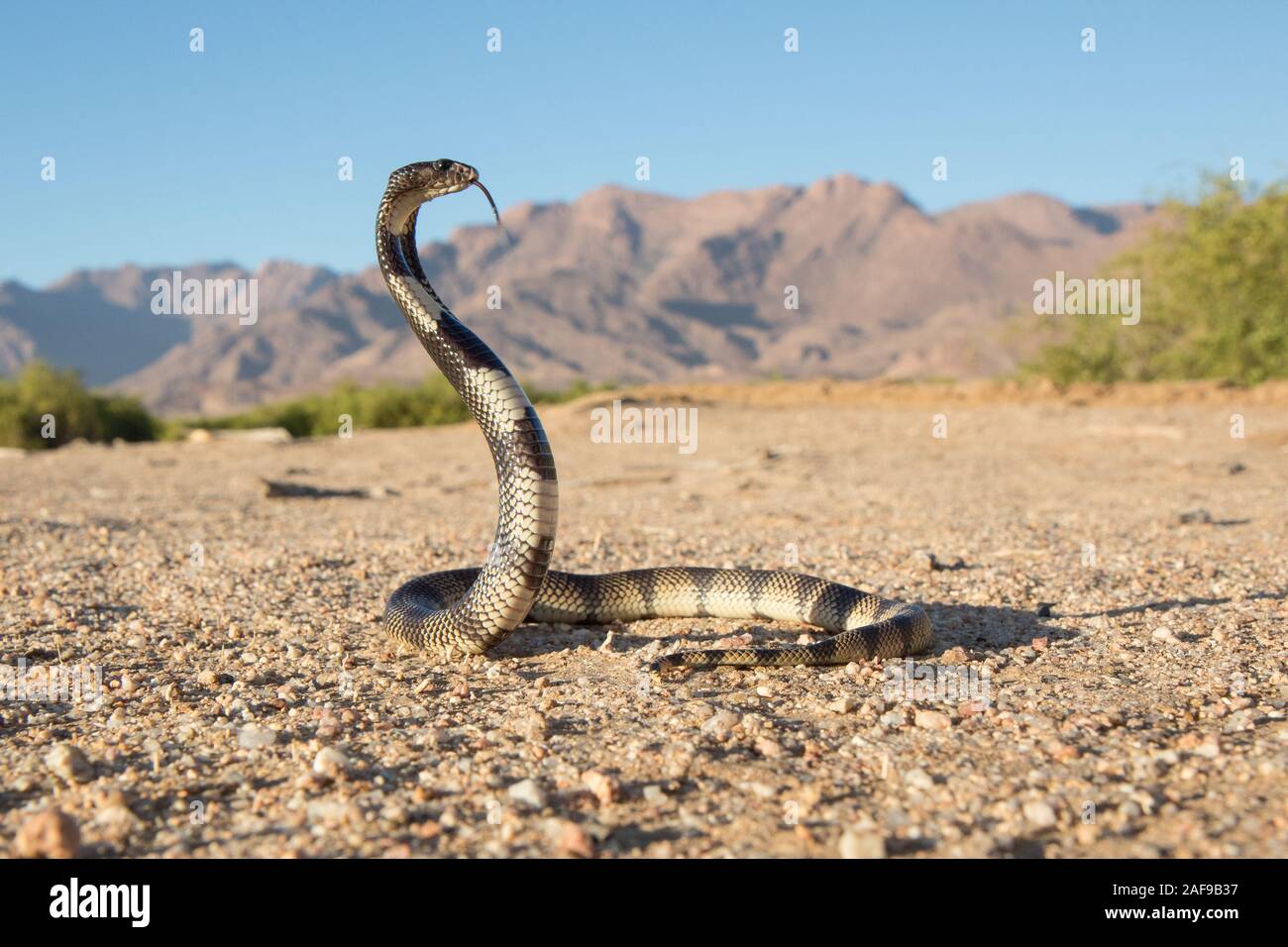 Kunene Schild Cobra Stockfoto