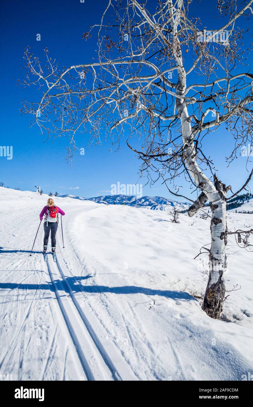 Eine Frau Langlaufen auf den Loipen in der Nähe von Sun Mountain Lodge in der Methow Valley, Washington State, USA. Stockfoto