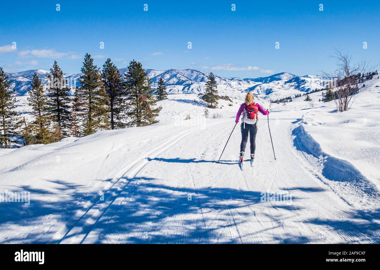 Eine Frau mittleren Alters auf den Langlaufloipen in der Methow Valley, in der Nähe von Sun Mountain Lodge (Winthrop/Twisp, Washington, USA). Stockfoto