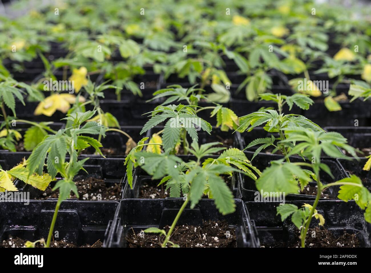 Kommerzielle Anbau von Cannabis Facility, Illinois, USA Stockfoto