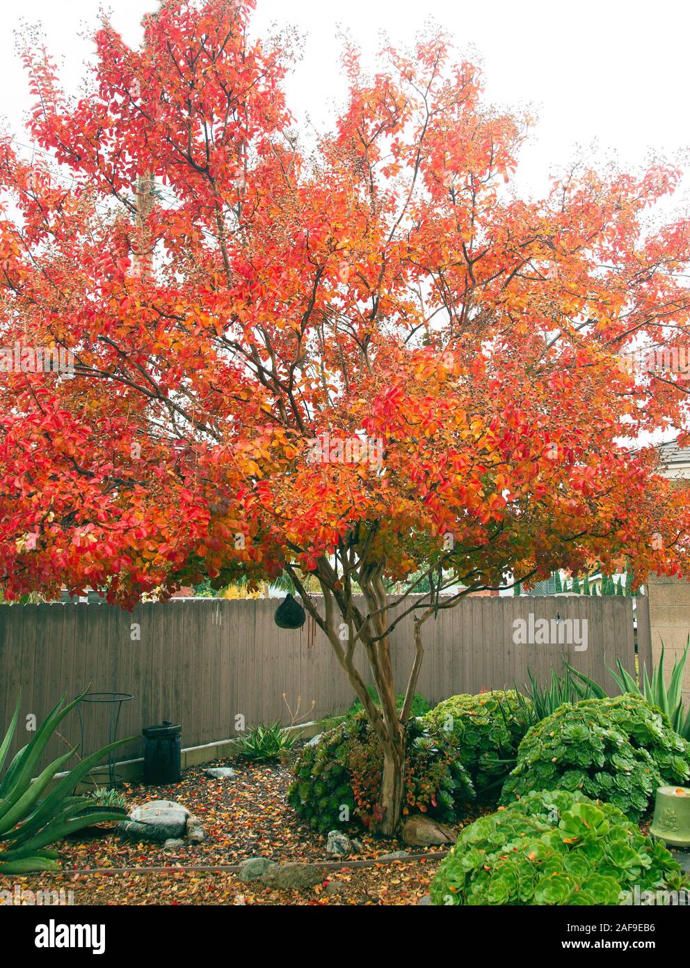 Crape Myrtle Herbst Farbe Rot Orange Stockfoto