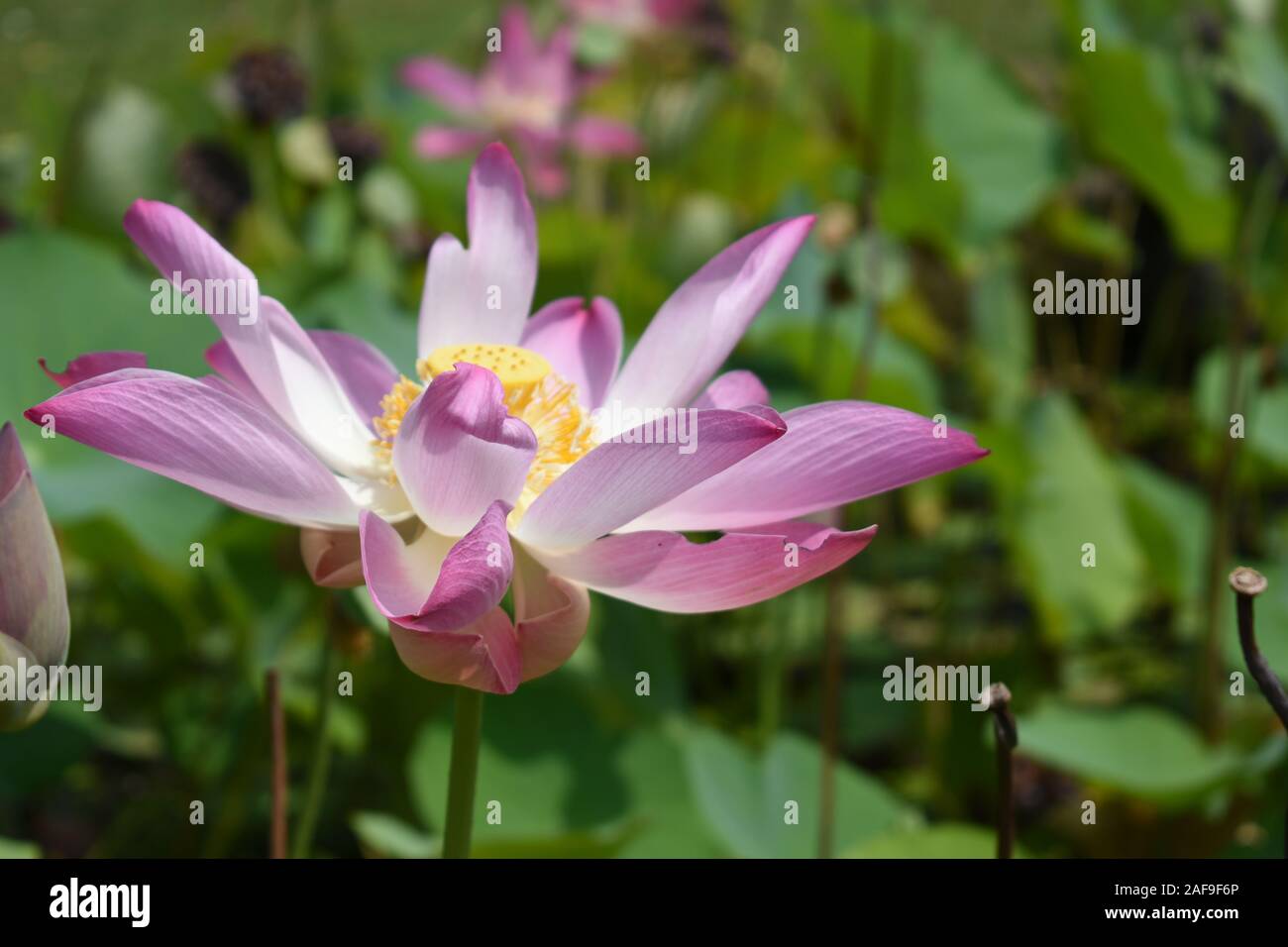 Ein leuchtendes helles Lotus. Indrokilo Botanischer Garten, Boyolali, Zentraljava, Indonesien. Stockfoto