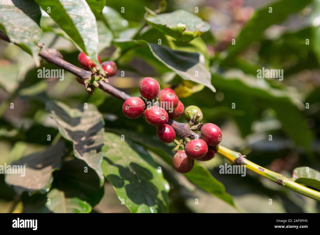 Tansania. Arabica Kaffee Obst (Kirschen' oder 'Beeren') auf dem Baum. In der Nähe von Arusha. Stockfoto