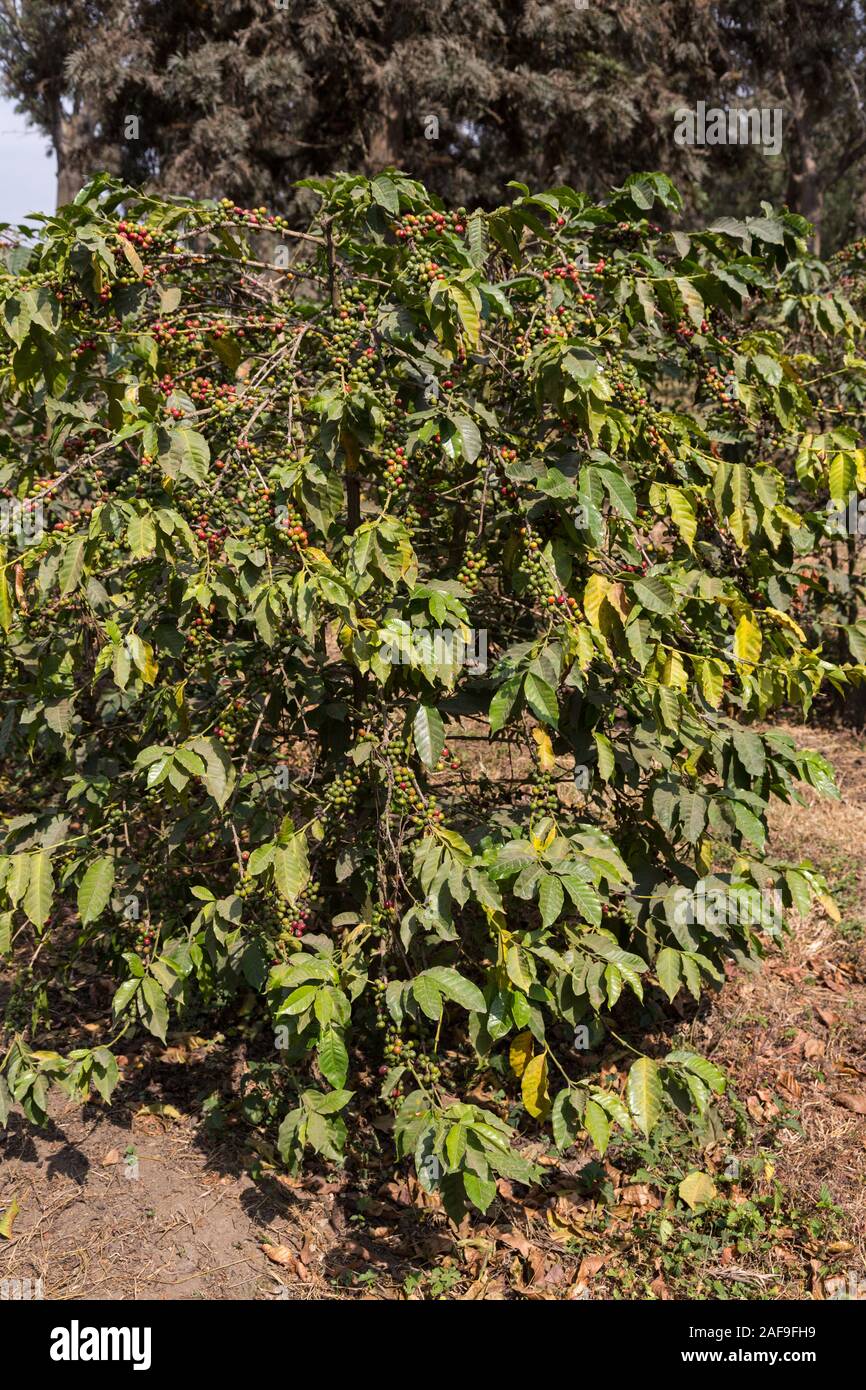 Tansania. Arabica Kaffee Obst (Kirschen' oder 'Beeren') auf dem Baum. In der Nähe von Arusha. Stockfoto