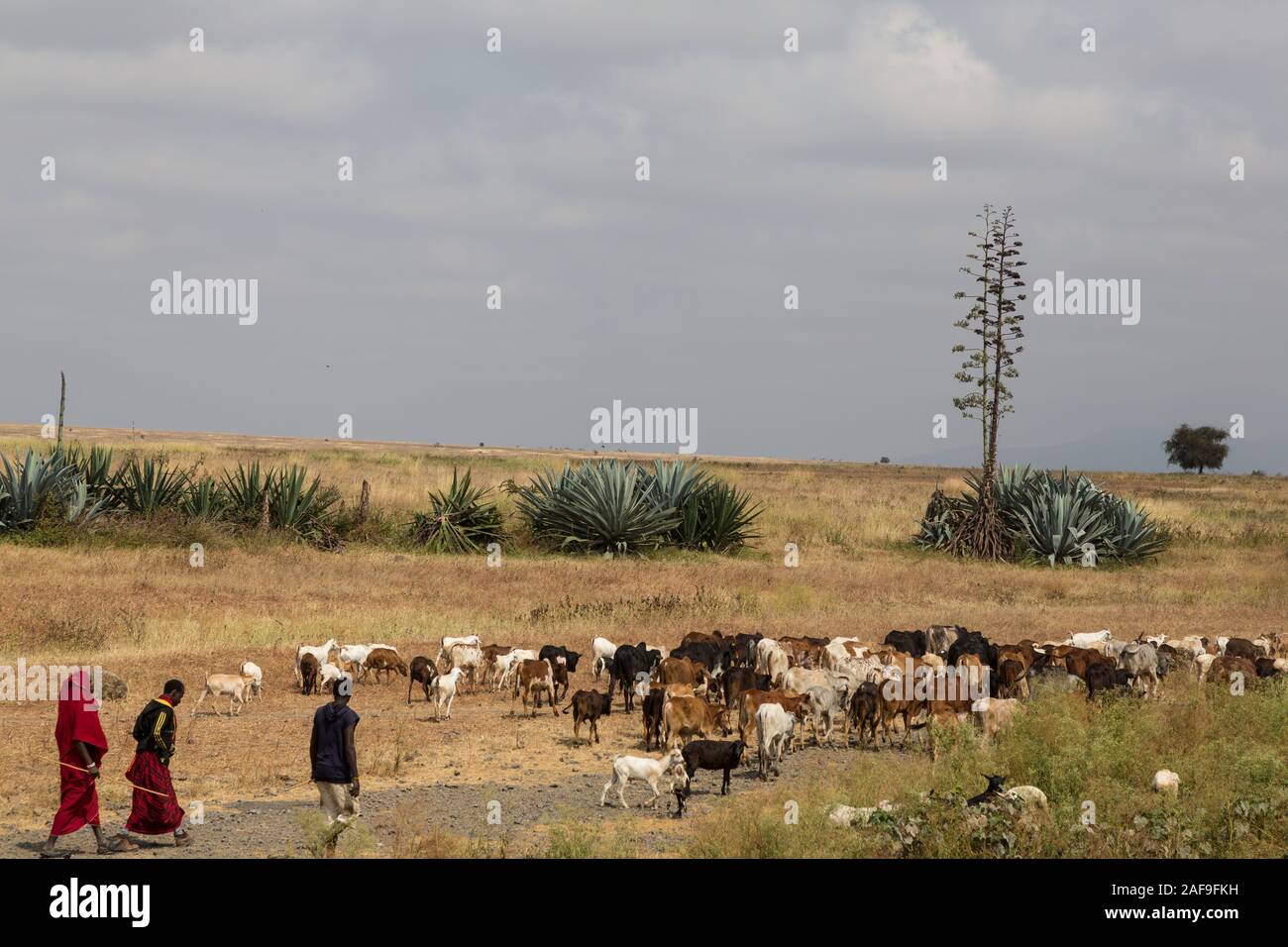 Region Arusha im Norden Tansanias. Männer mit ihren Schafen und Ziegen. Stockfoto