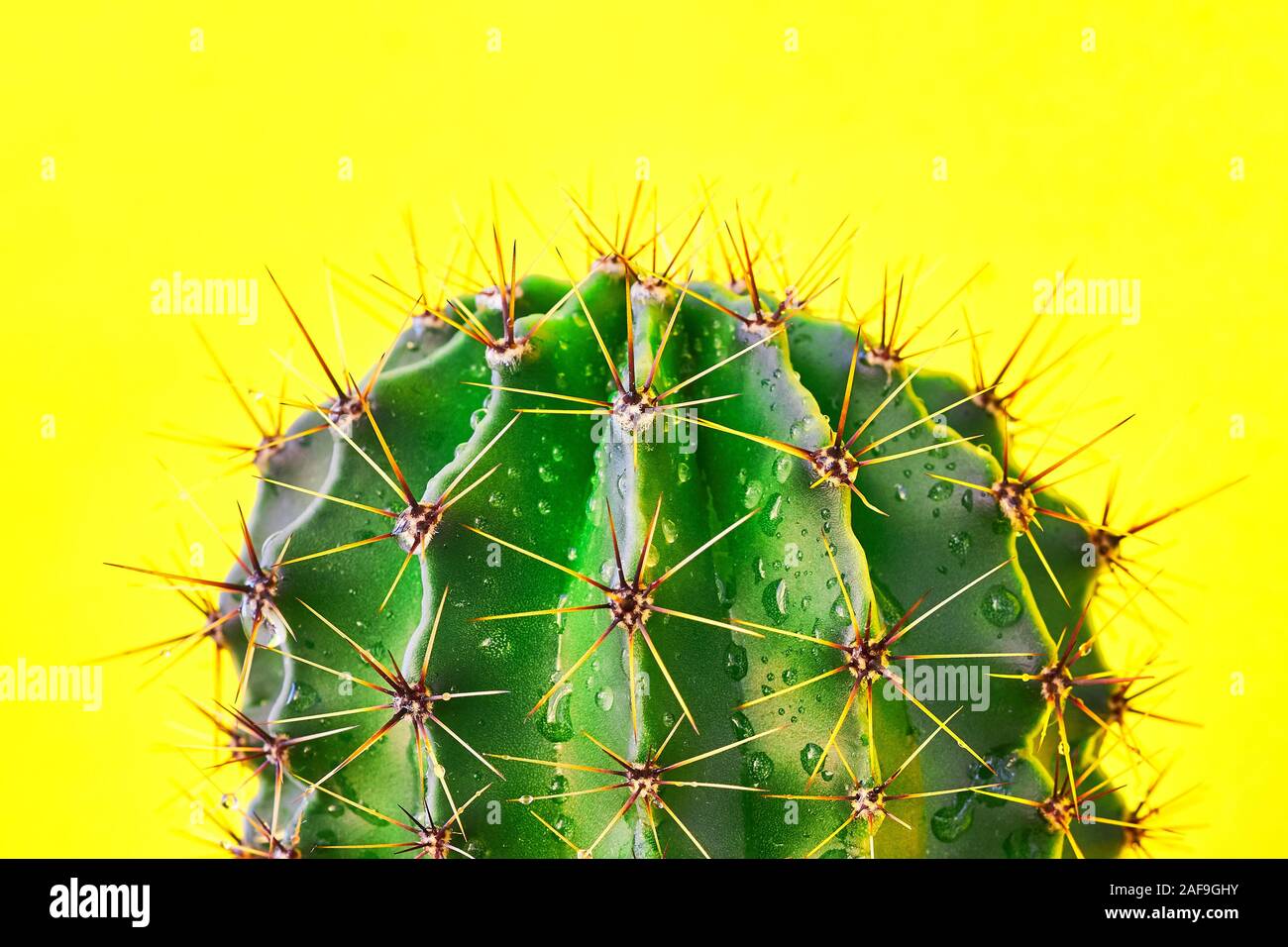 Grünen Kaktus Sommer Stil. Künstlerische Gestaltung. Gelber Hintergrund Stockfoto