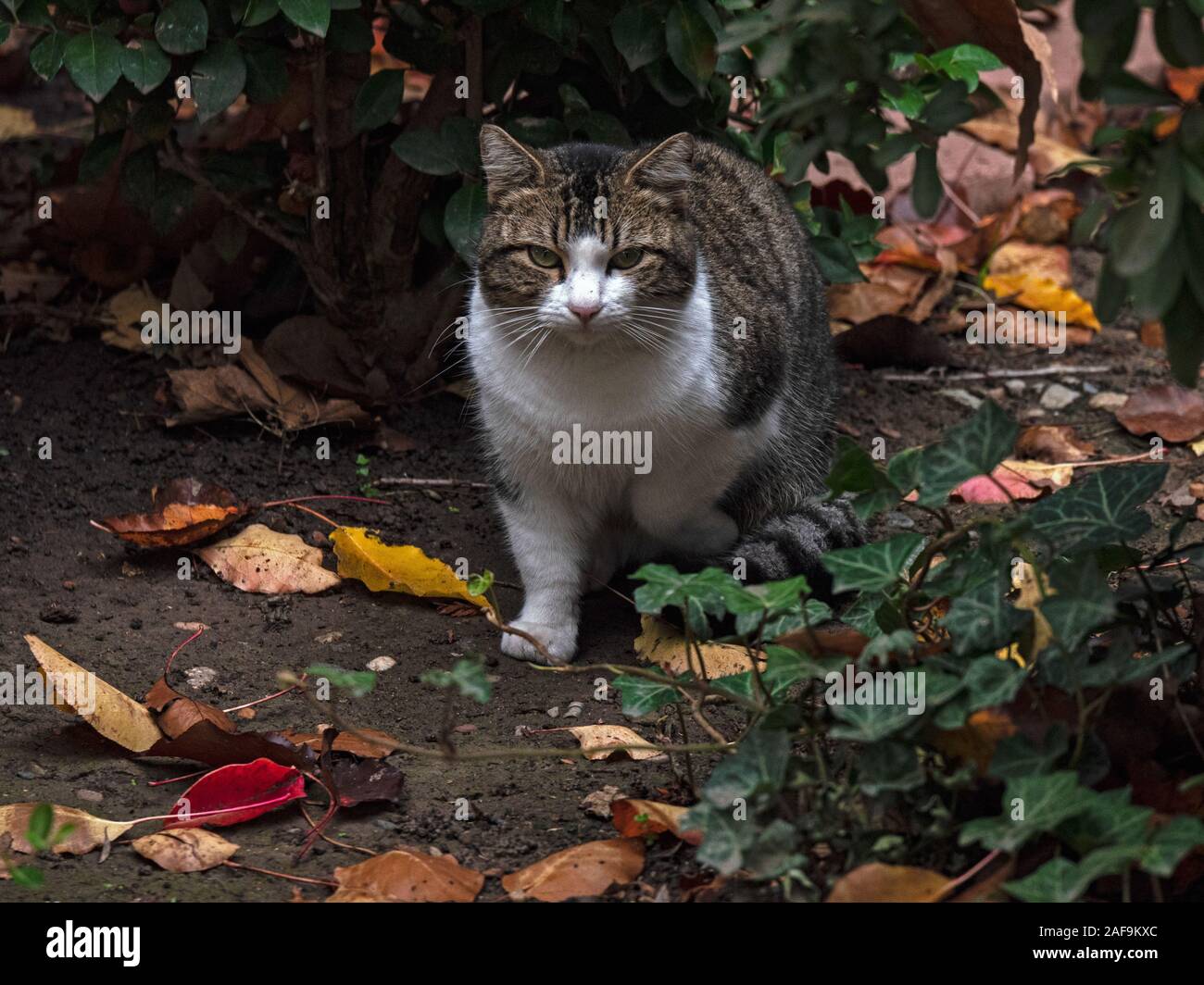 Cat Wandern im Herbst Farbe. Stockfoto
