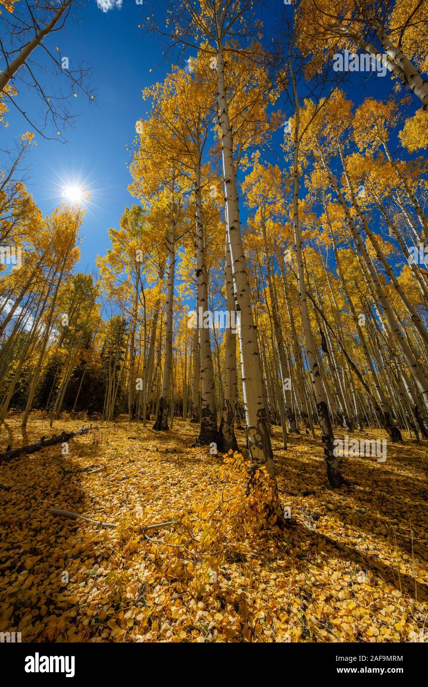 Goldener Teppich aus verfallenen Blättern und quakenden Espen, Wilson Mesa, San Juan Mountains, San Miguel County, Colorado Stockfoto