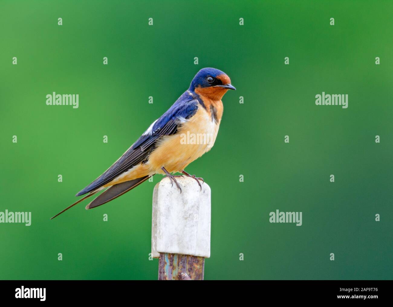 Rauchschwalbe (Hirundo rustica) auf Zaunpfosten gehockt Stockfoto