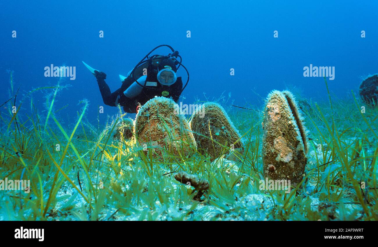 Scuba Diver an seltenen edlen Stift Schalen (Pinna nobilis) auf einem Algen, Kas, Lykien, Türkei Stockfoto