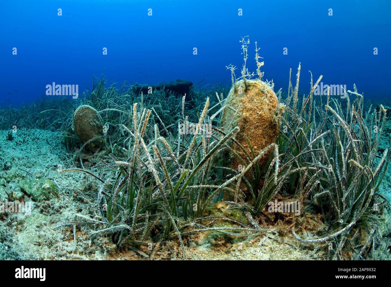 Edle Pen Schalen (Pinna nobilis) auf einem Algen, Bodrum, Türkei Stockfoto